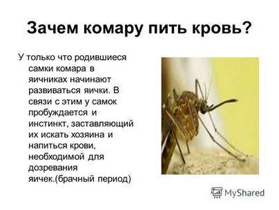 комар комар