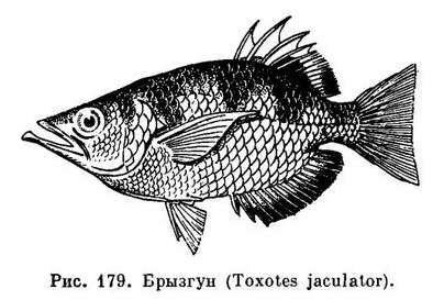 Toxotes jaculatrix Toxotes jaculatrix