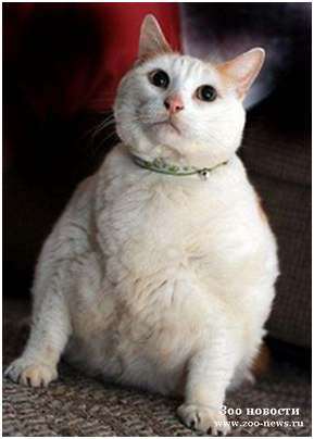 кошка кошка