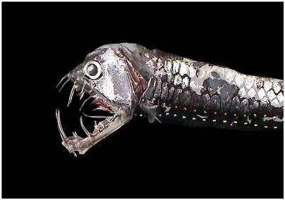 idiacanthus idiacanthus