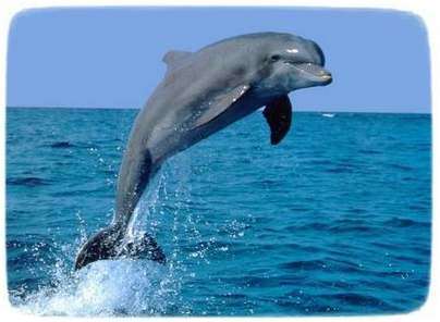 дельфин