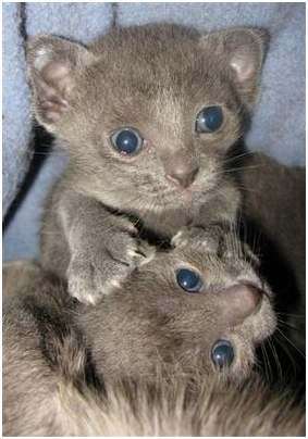 корат корат