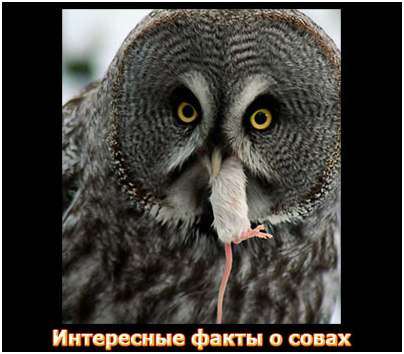сова сова