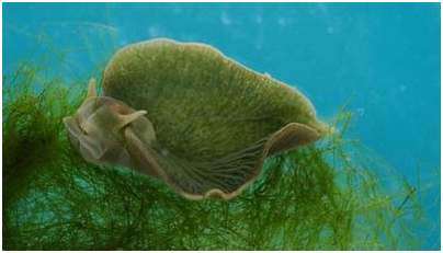 Uroleucon sonchi Uroleucon sonchi