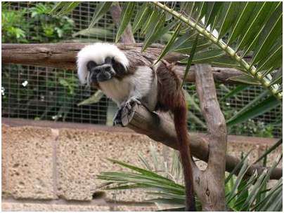 monkey monkey
