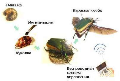 насекомое насекомое