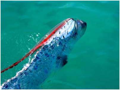 oarfish oarfish
