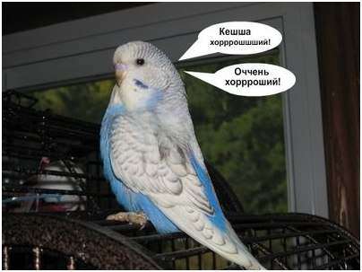 попугай попугай