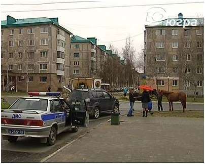лошадь лошадь