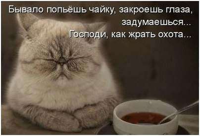 животное животное