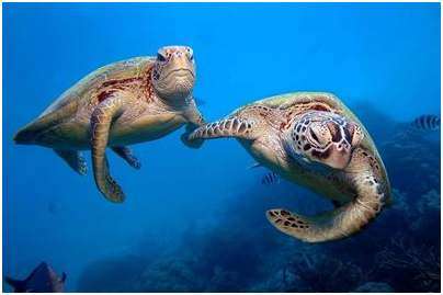 зелёных черепах