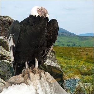 кондор кондор