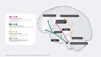 Загадочный GRIN3A и причина шизофрении