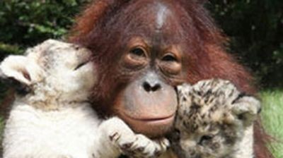 орангутан
