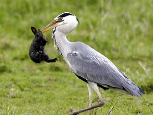 стал свидетелем