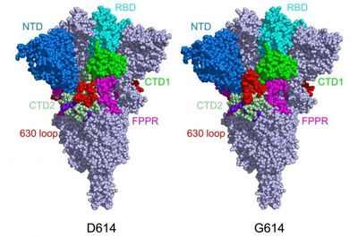 Замораживание изменяющего форму белка шипа SARS-CoV-2