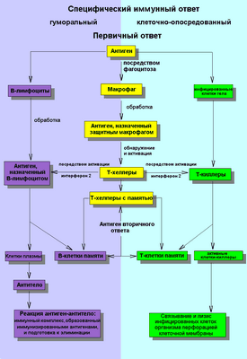 Как кишечная чувствительность к инфекции программирует наш иммунный ответ