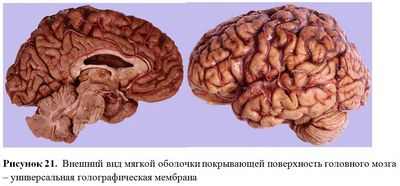 Генетические факторы ответственны за создание анатомических структур в коре головного мозга